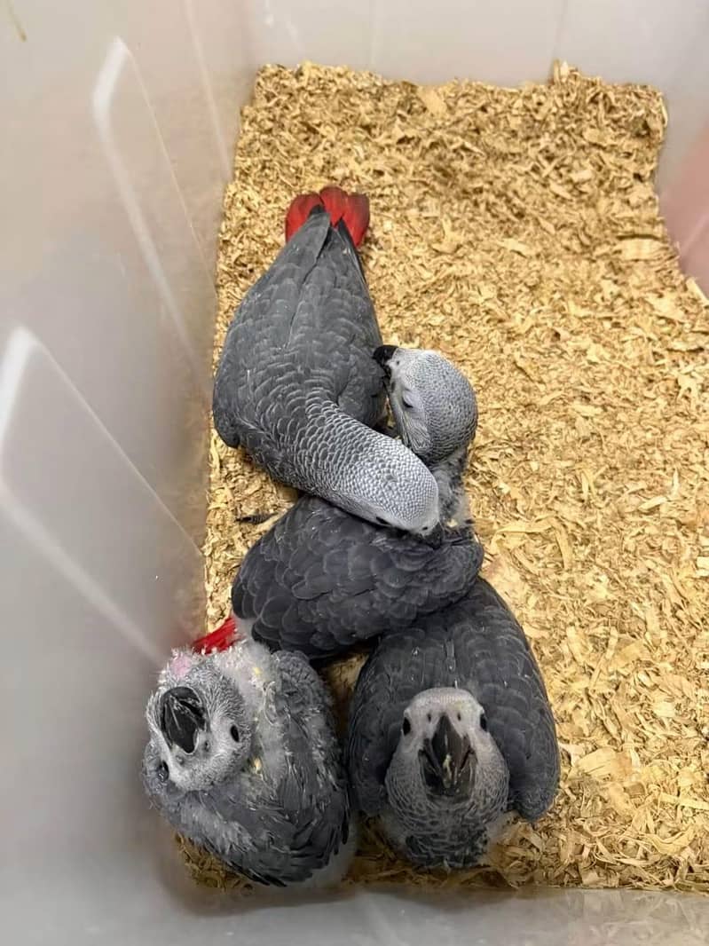 African Grey Parrot chicks for sale0307/1267/172 - Parrots - 1120929159