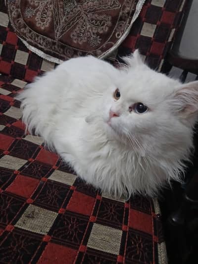 male cat