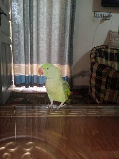 Raw parrot