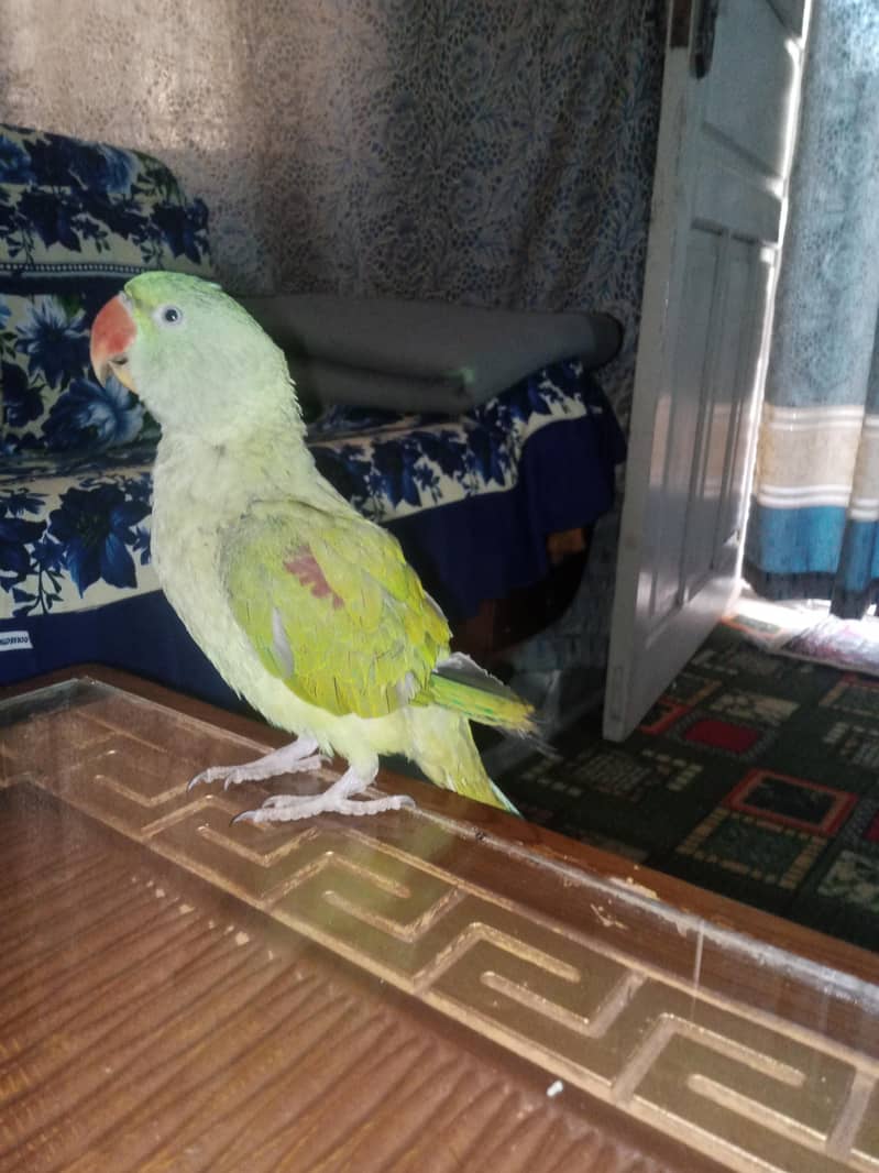 Raw parrot 1