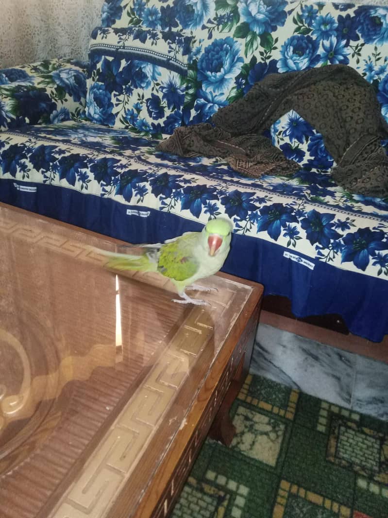 Raw parrot 2