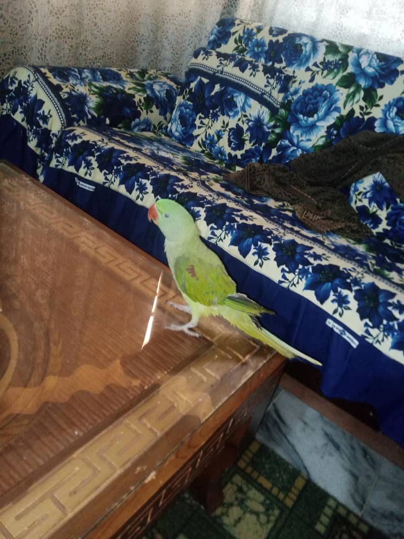 Raw parrot 3