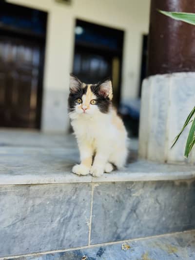 Calico Persian Kitten for Sale 