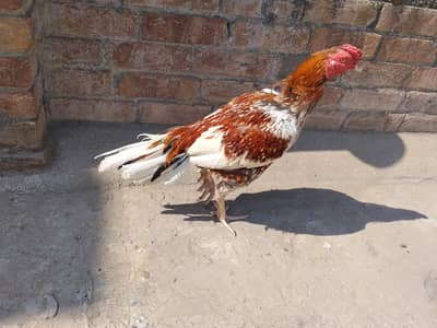 Cheena Aseel Murga
