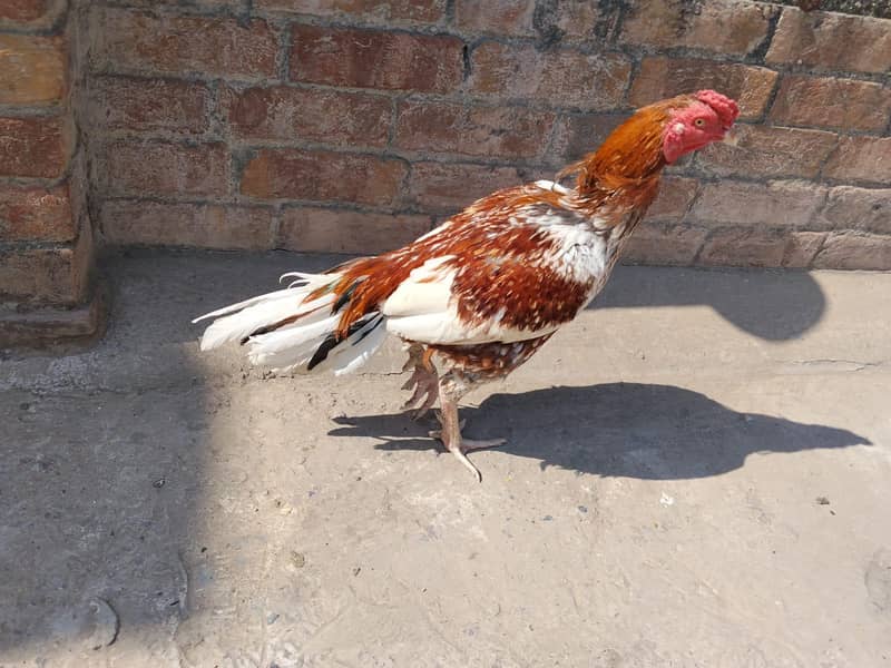 Cheena Aseel Murga 0