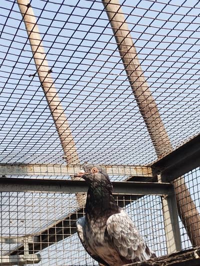 pigeon pair for sale in available