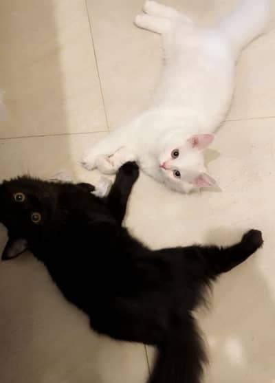 5 Month Pair Black And White Persian Cats