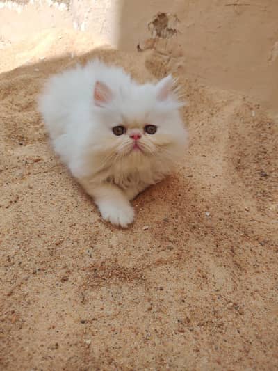 extreme punch male kitten