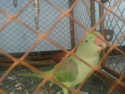 Raw parrot green 6 months