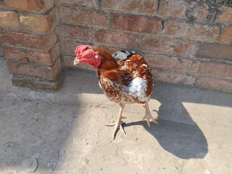 Cheena Aseel Murga 1