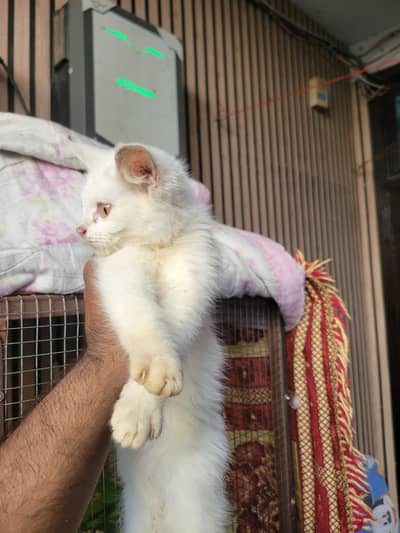 Persian Male 2 Months Old