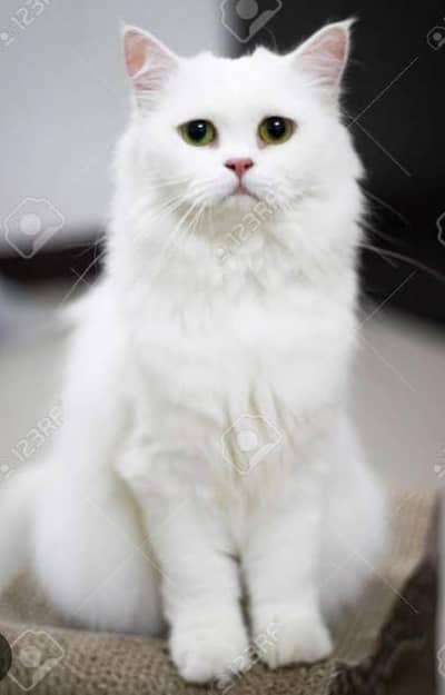 Pure White Persian Breed