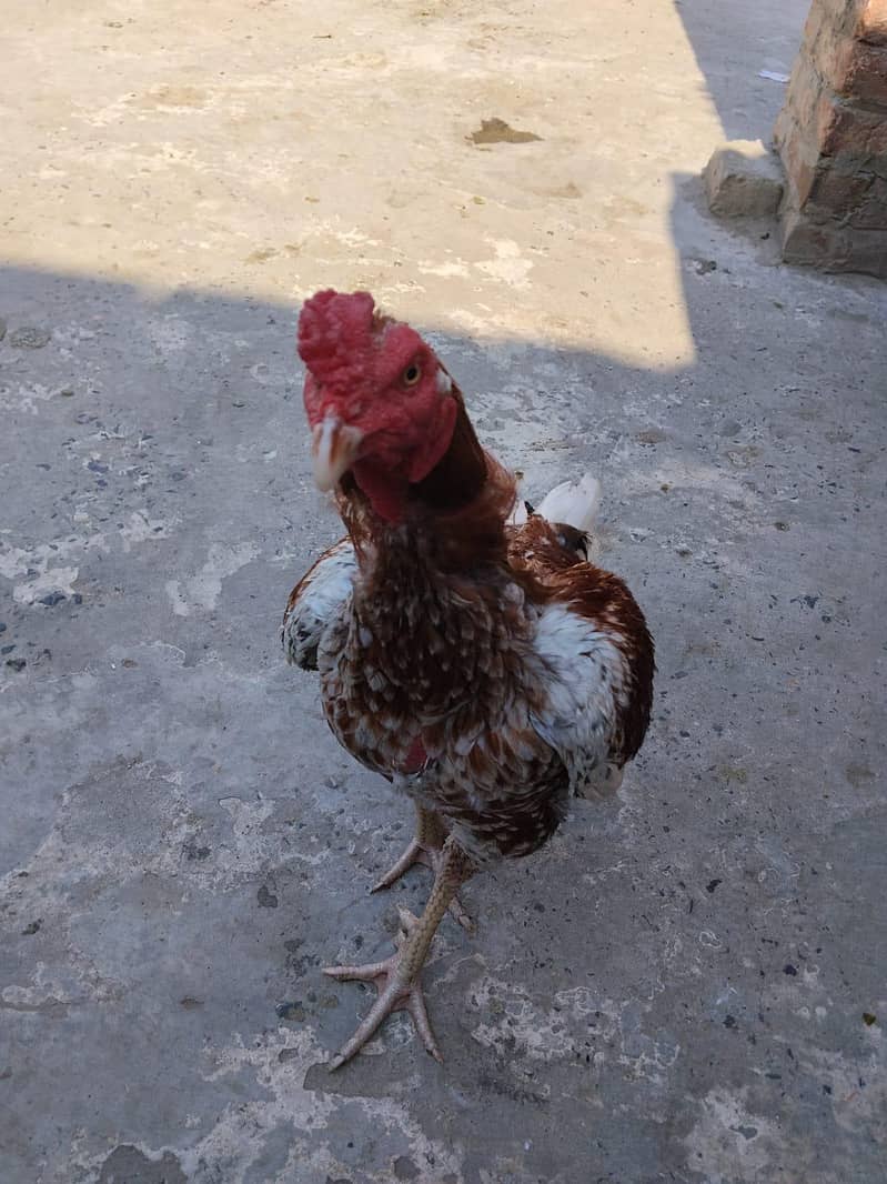 Cheena Aseel Murga 2