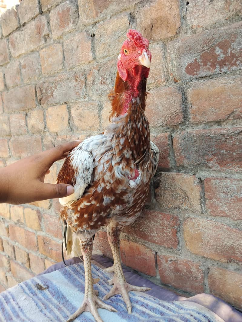 Cheena Aseel Murga 5