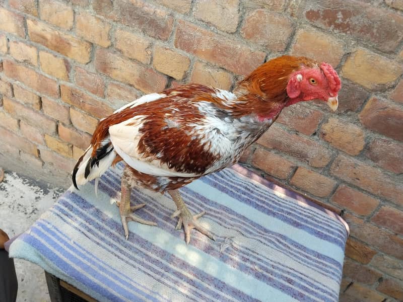 Cheena Aseel Murga 7