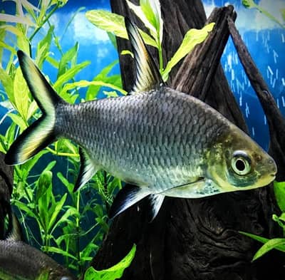 imported Bala shark & Malawi chichlids