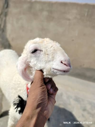 Abluck Male Bacha