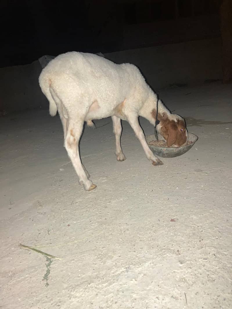 Dhumba 1