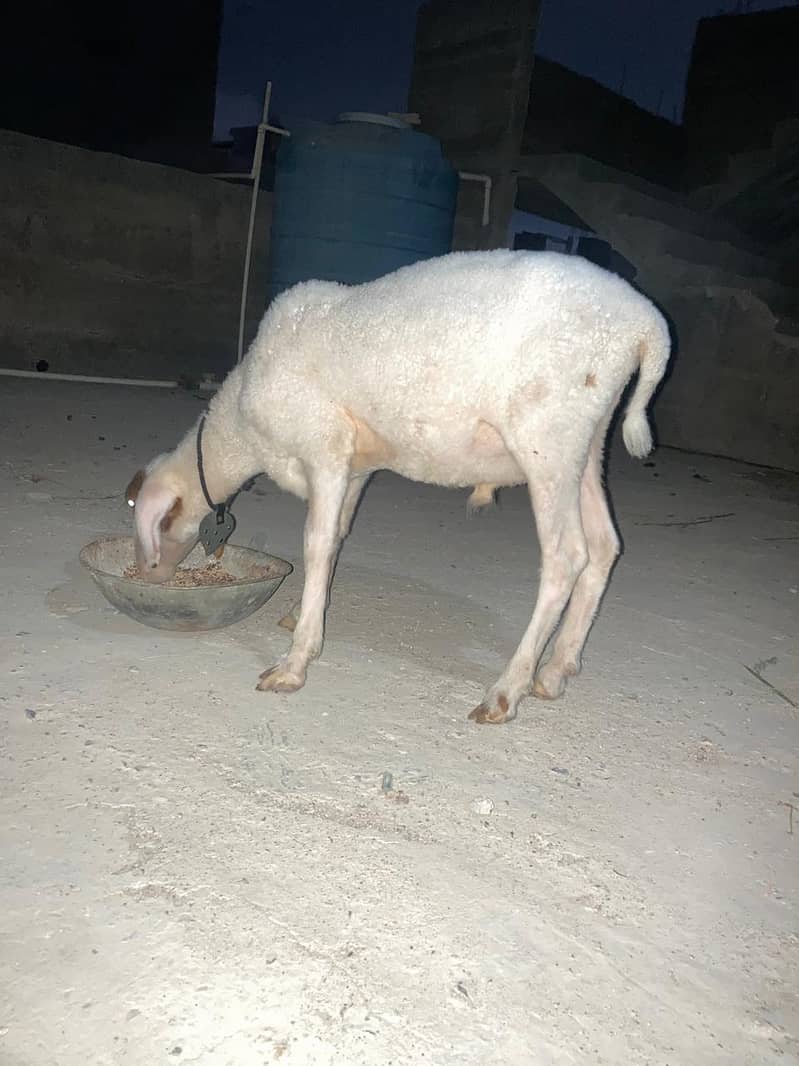 Dhumba 4