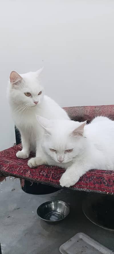 do cats hai jorri a Koch din pahly li a