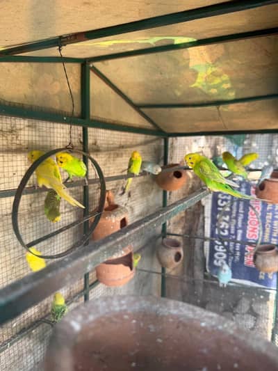 Breeder Budgies with Cage