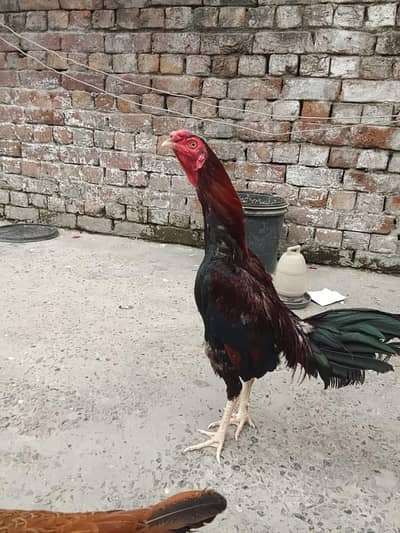 mianwali breed golden aseel (murga murgi) for sale