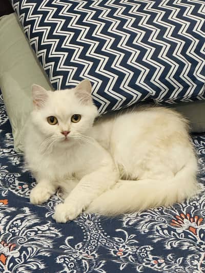 Persian kittens|Triple Coated|Punch Face kittens_cute|Fluffy_quality