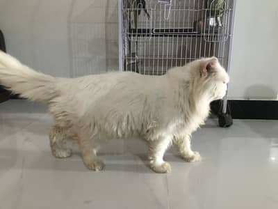 Persian male triple coat