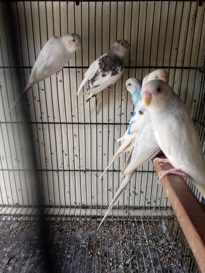 healthy active budgies is available for sale