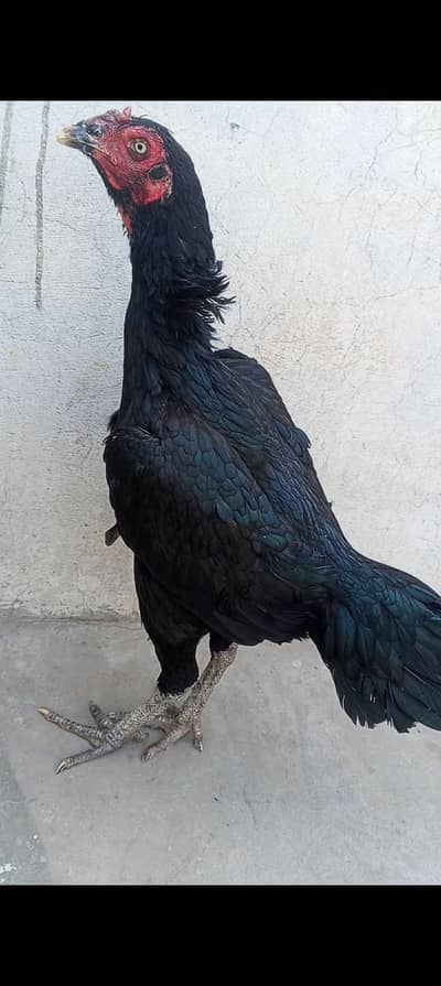 Nawab Walay Kalay Aseel Madi Breeder Long Height | Muneeb Aseel Farm