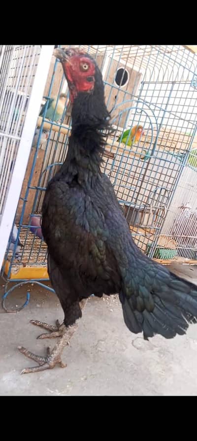 Nawab Walay Kalay Aseel Madi Breeder Long Height | Muneeb Aseel Farm