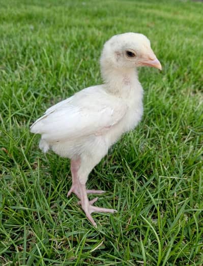 Heera Aseel Chicks 03164304295