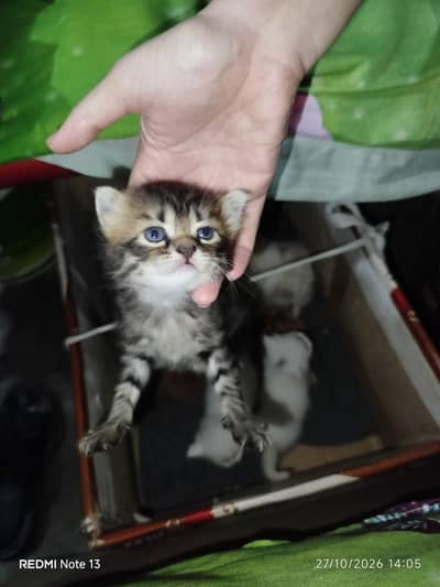 kitten for sell