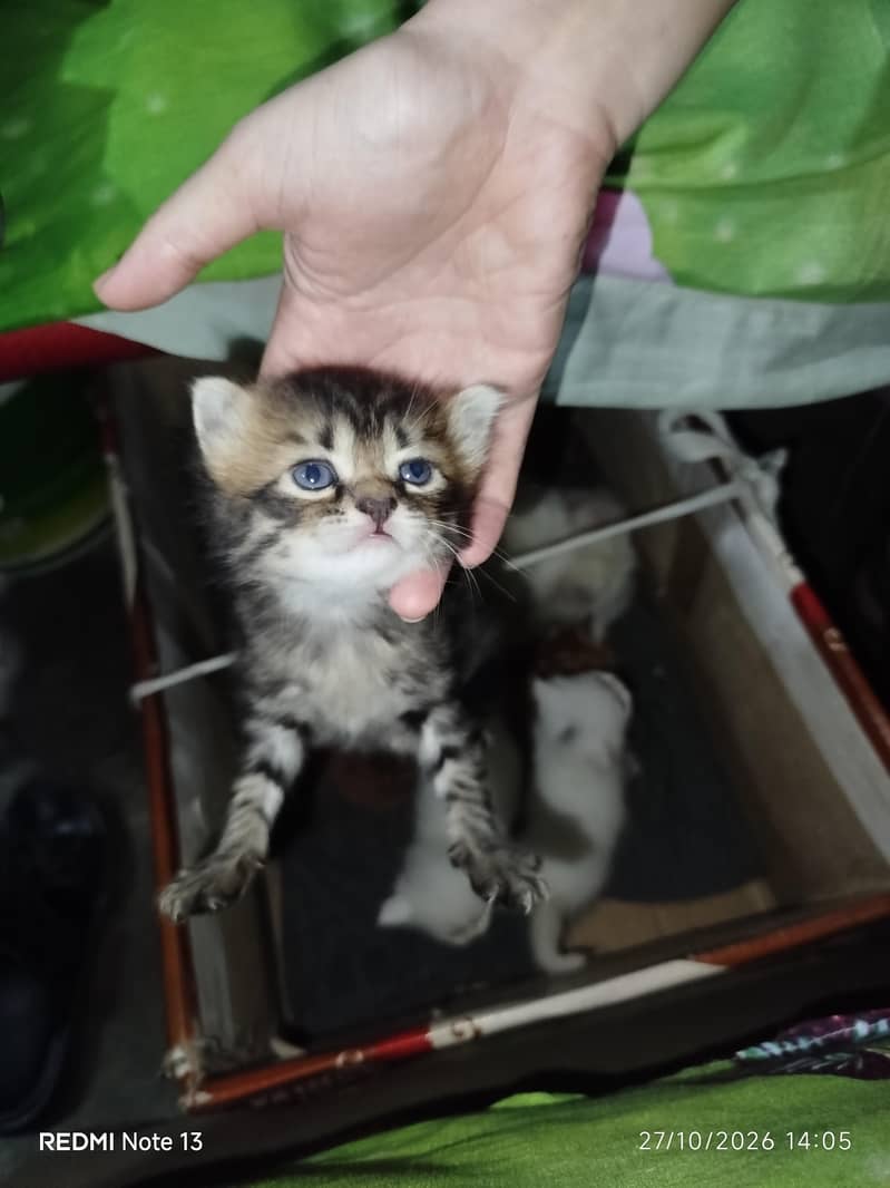 kitten for sell 0