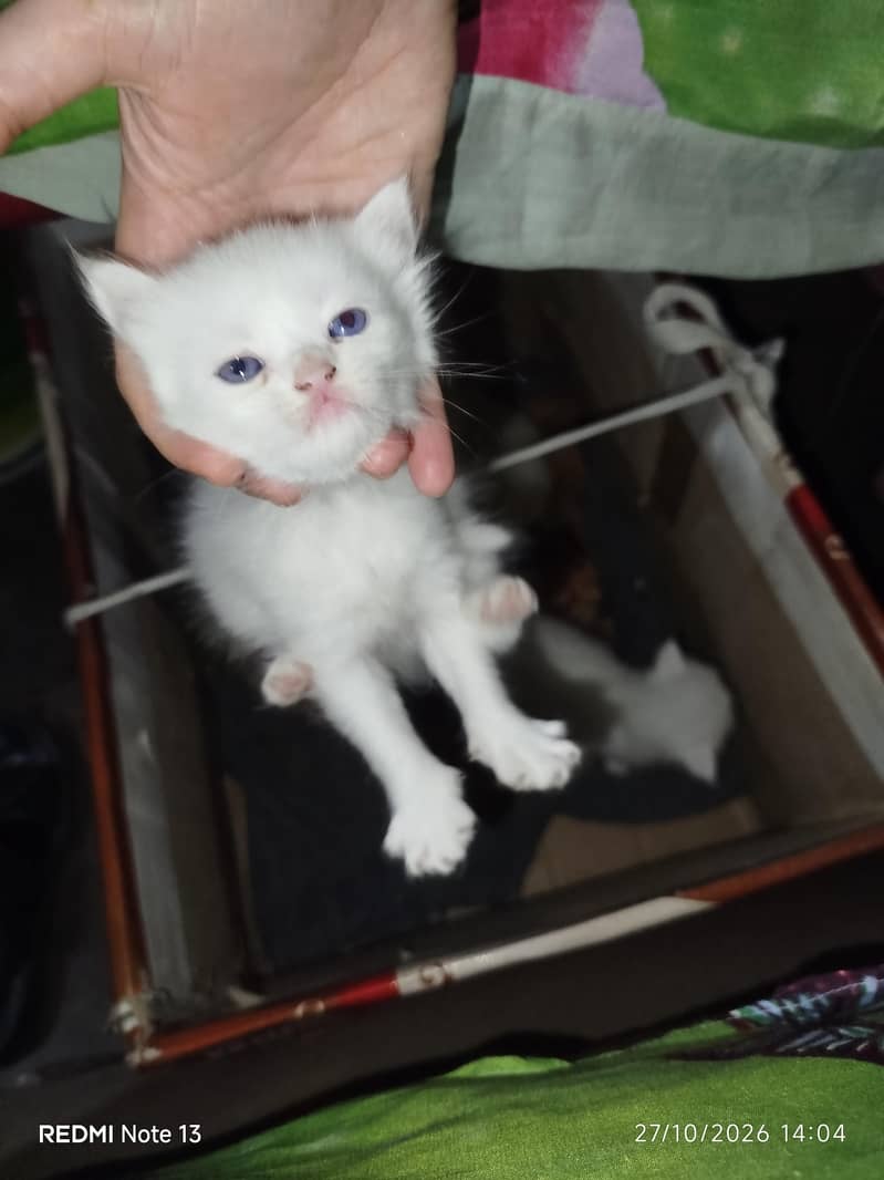 kitten for sell 1