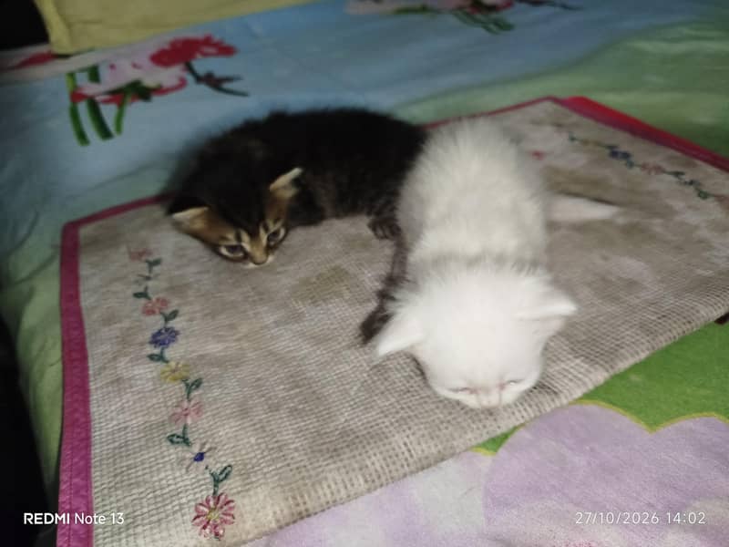 kitten for sell 2