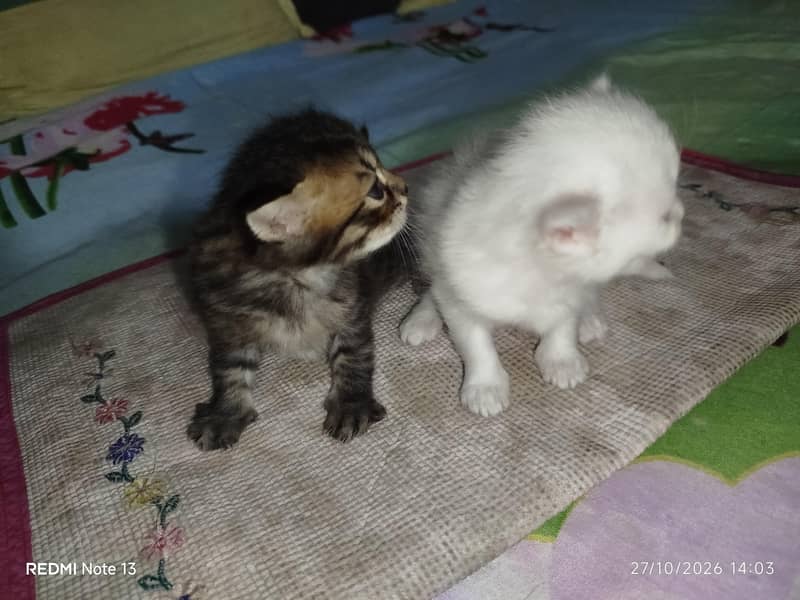 kitten for sell 3