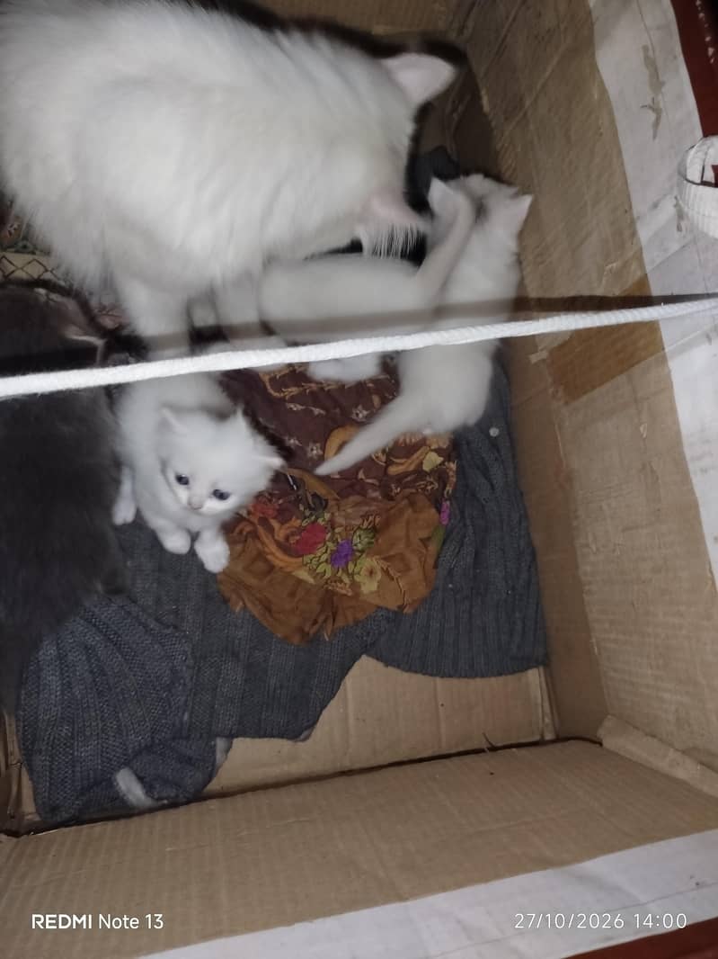 kitten for sell 4