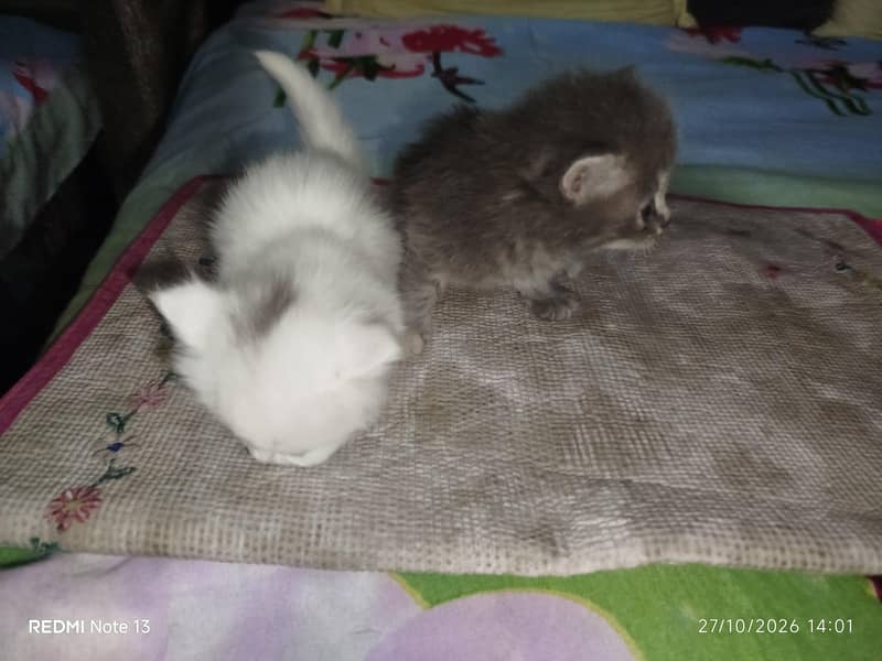 kitten for sell 5