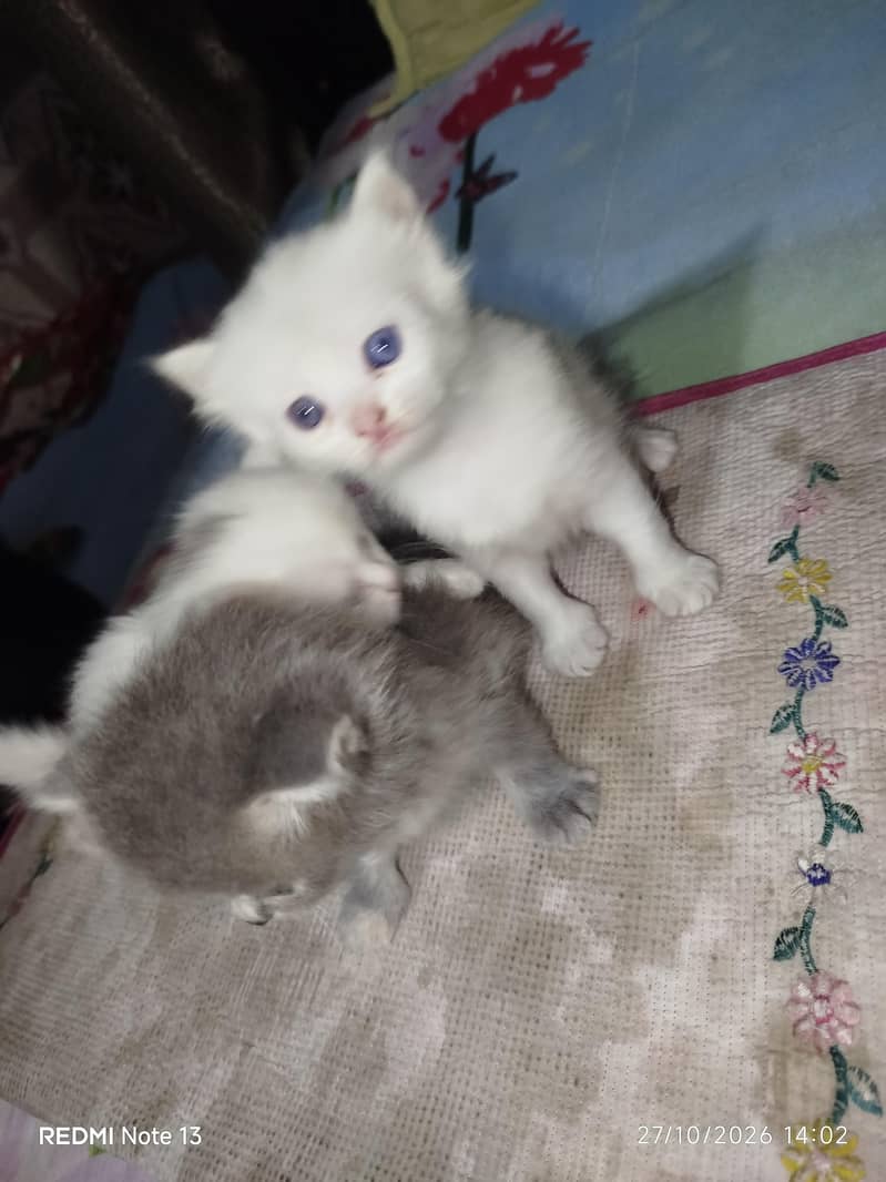kitten for sell 6