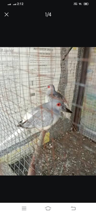 Diamond dove pair Exchange possible