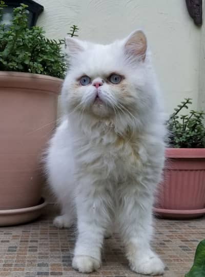 Spayed Female Peki Cat