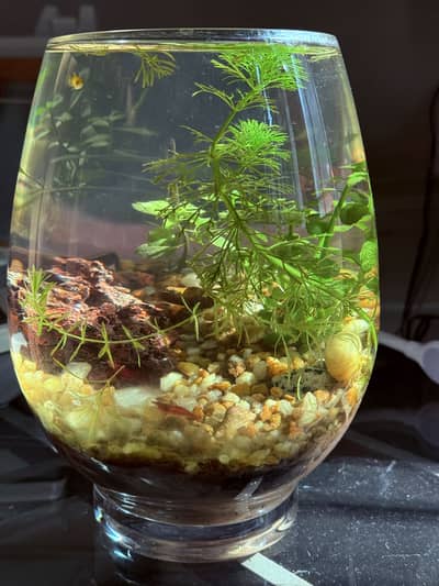 Imported Fish Bowl
