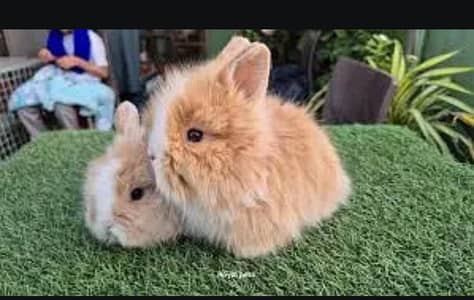 English angora rabbit bunny
