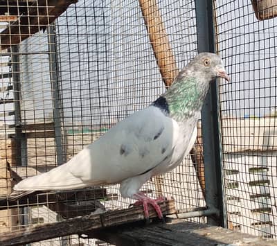 Pigeon for sale  2 female and 3  male for sale