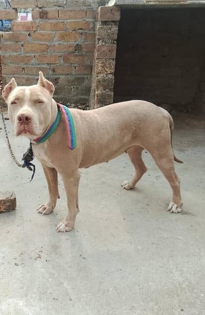 Pink nose Pit bull