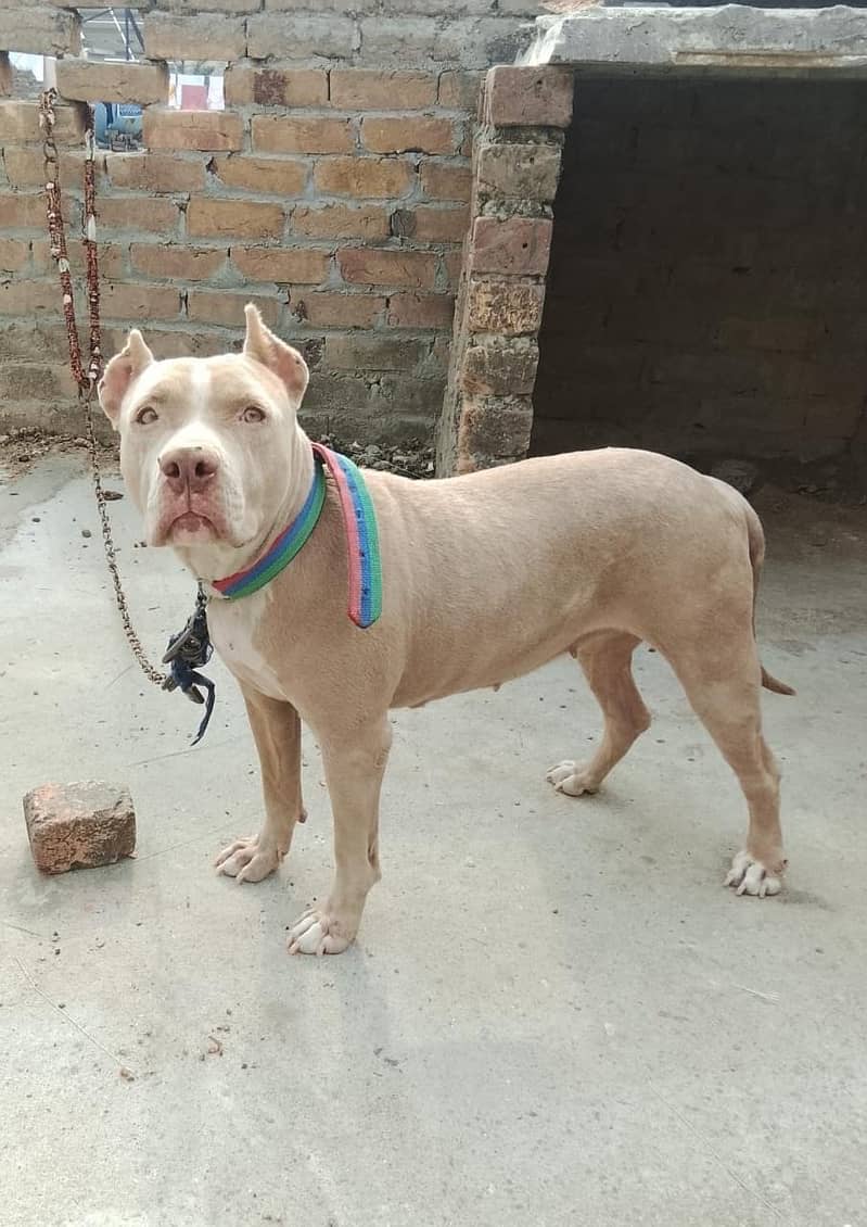 Pink nose Pit bull - Dogs - 1120930239