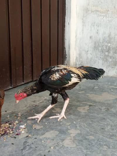 Meinwali Aseel Male and female