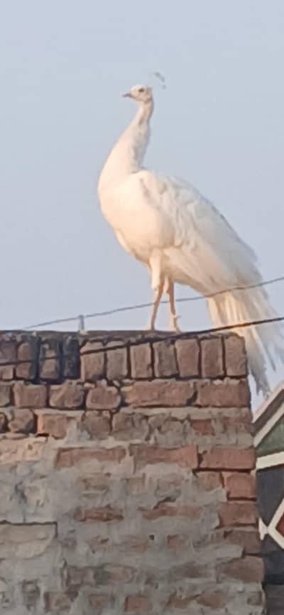 Leucistic White Peacock Pair