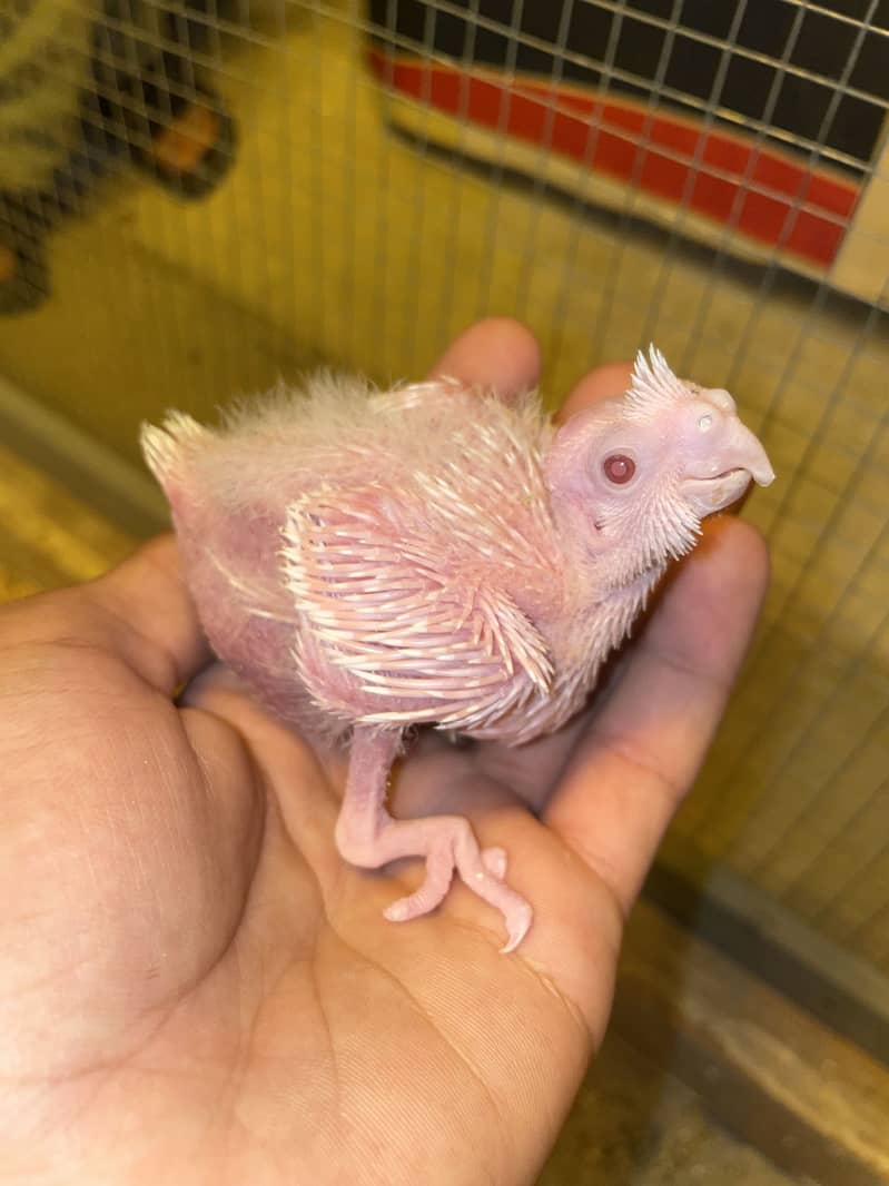 Cocktail chicks 0